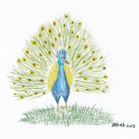 Peacock - colored pencil sketch