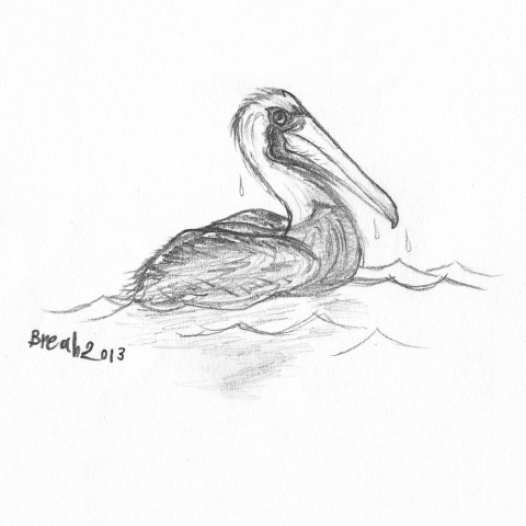 Pelican In Water