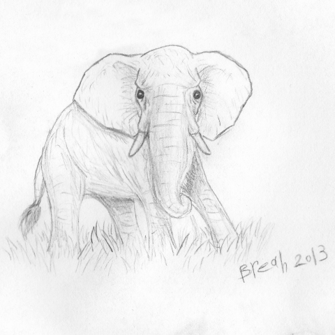 African Elephant