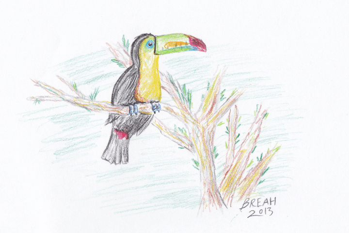 Keel-Billed Toucan