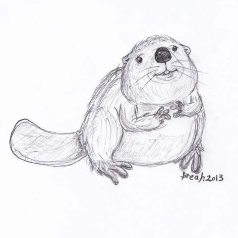 Beaver Sketch