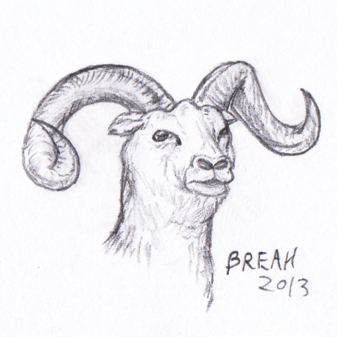 Big Horn Sheep pencil sketch
