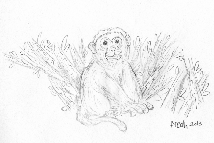 Capuchin Monkey sketch