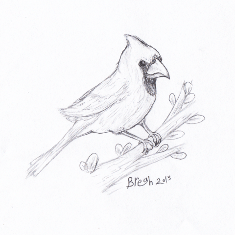 Cardinal - Male sketch