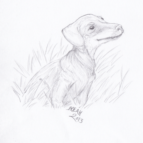 Dachshund sitting sketch