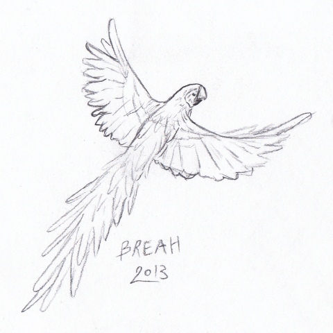 Parrot in Flight sketch