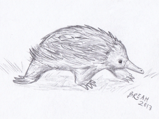 Short-Beaked Echidna
