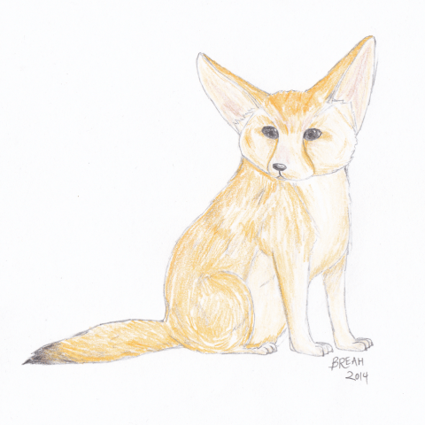 Fennec Fox
