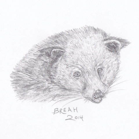 Binturong head sketch