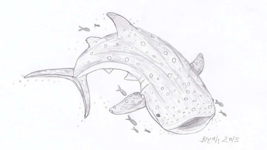 Whale Shark