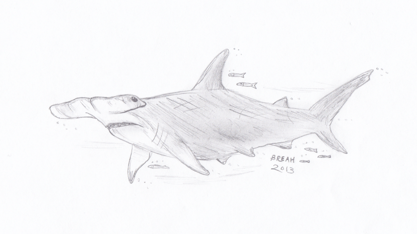 Great Hammerhead Shark