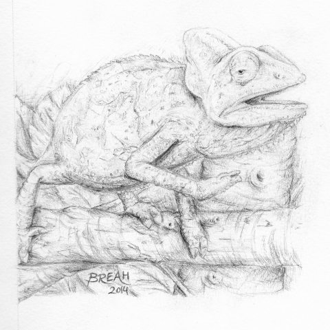 Veiled Chameleon sketch