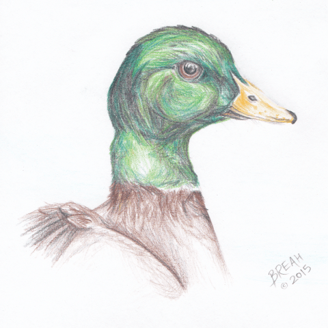 Mallard Duck Colored Pencil