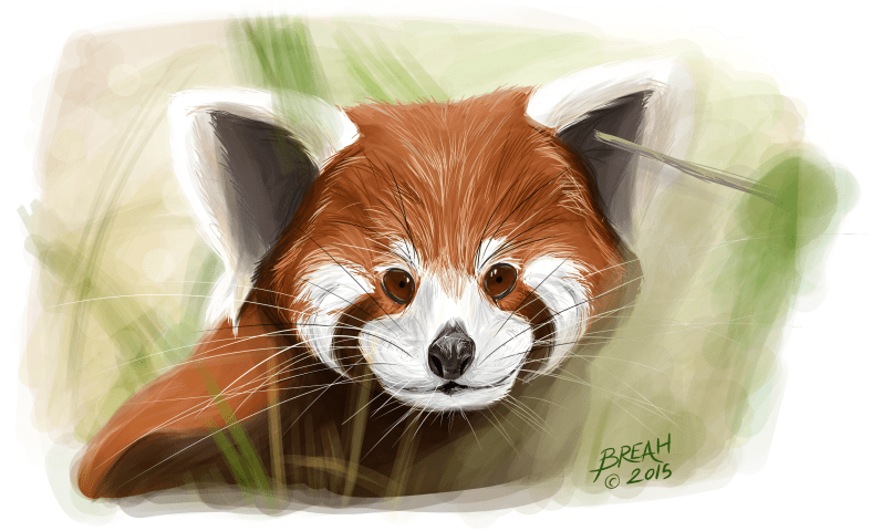 Red Panda Painting Small
