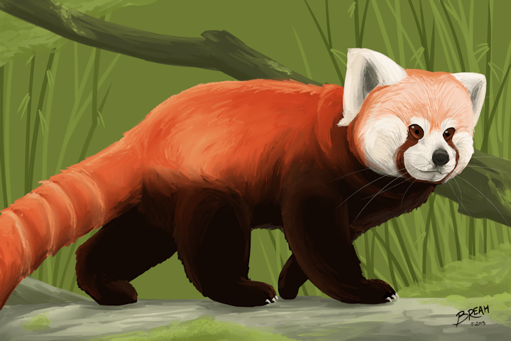 International Red Panda Day - 2015