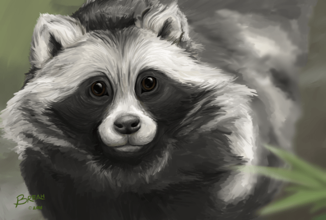 tanuki-japanese-raccoon-dog-