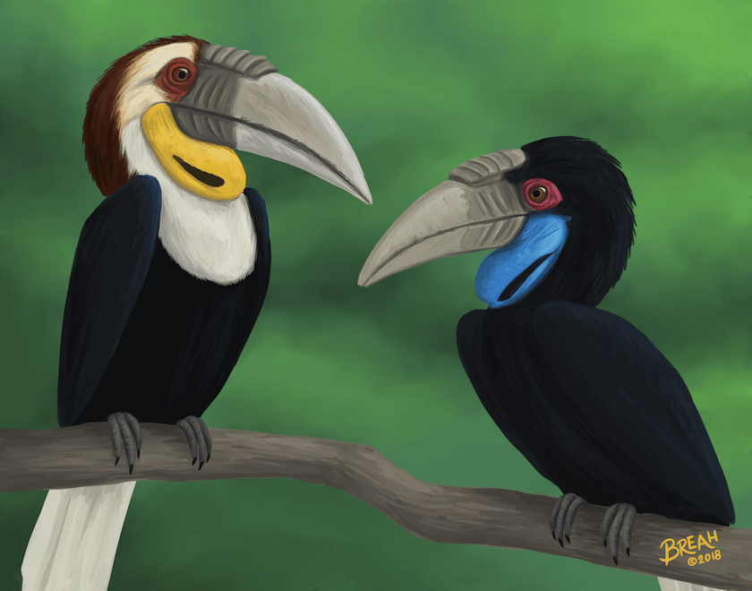 wreathed hornbill pair painting